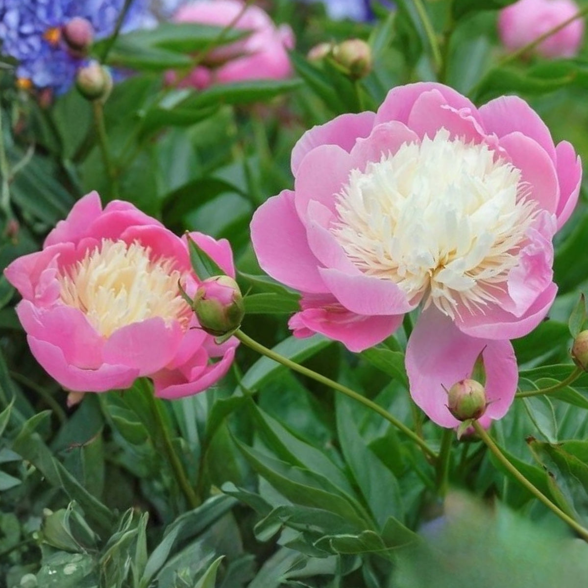 Lady Liberty Peony Seeds - Chinese Peony, Double Blooms, 10+ seeds