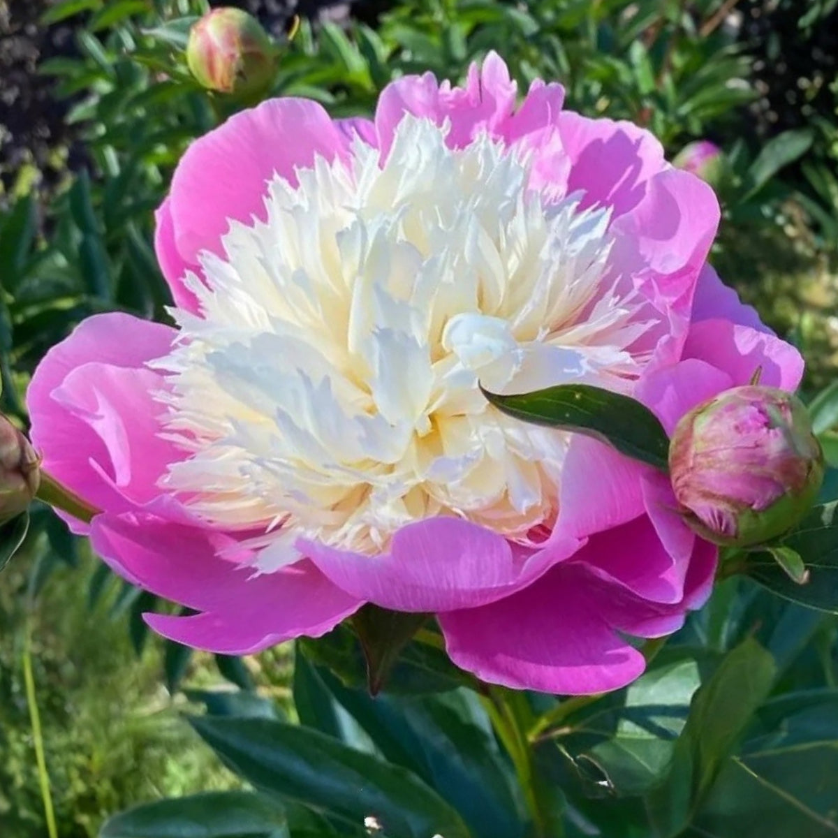 Lady Liberty Peony Seeds - Chinese Peony, Double Blooms, 10+ seeds