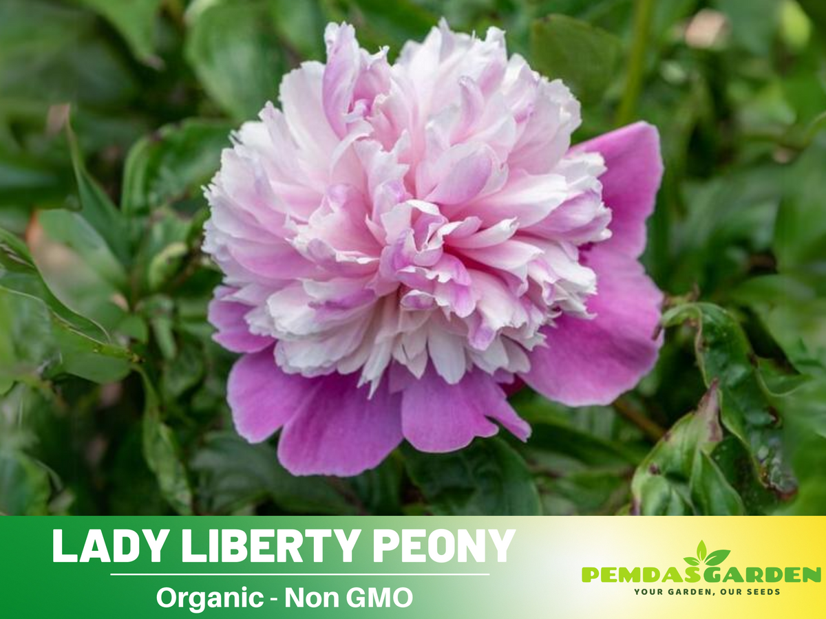 10+ Rare Seeds| Lady Liberty Peony  Seeds #B023