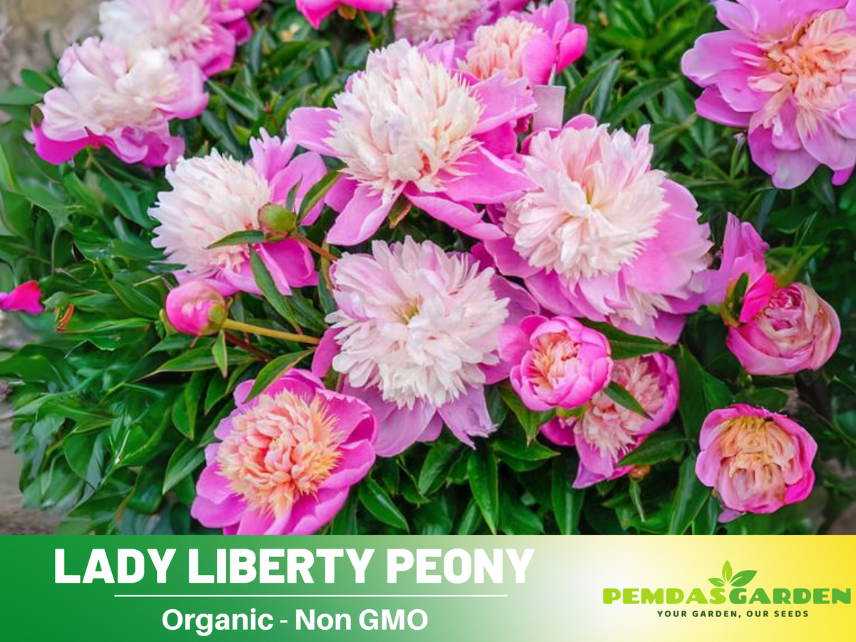 10+ Rare Seeds| Lady Liberty Peony  Seeds #B023