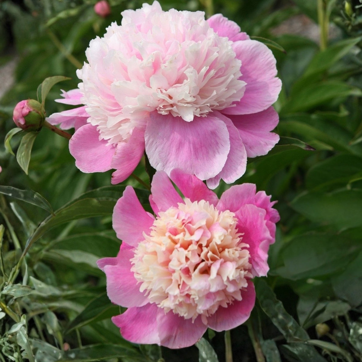 Lady Liberty Peony Seeds - Chinese Peony, Double Blooms, 10+ seeds