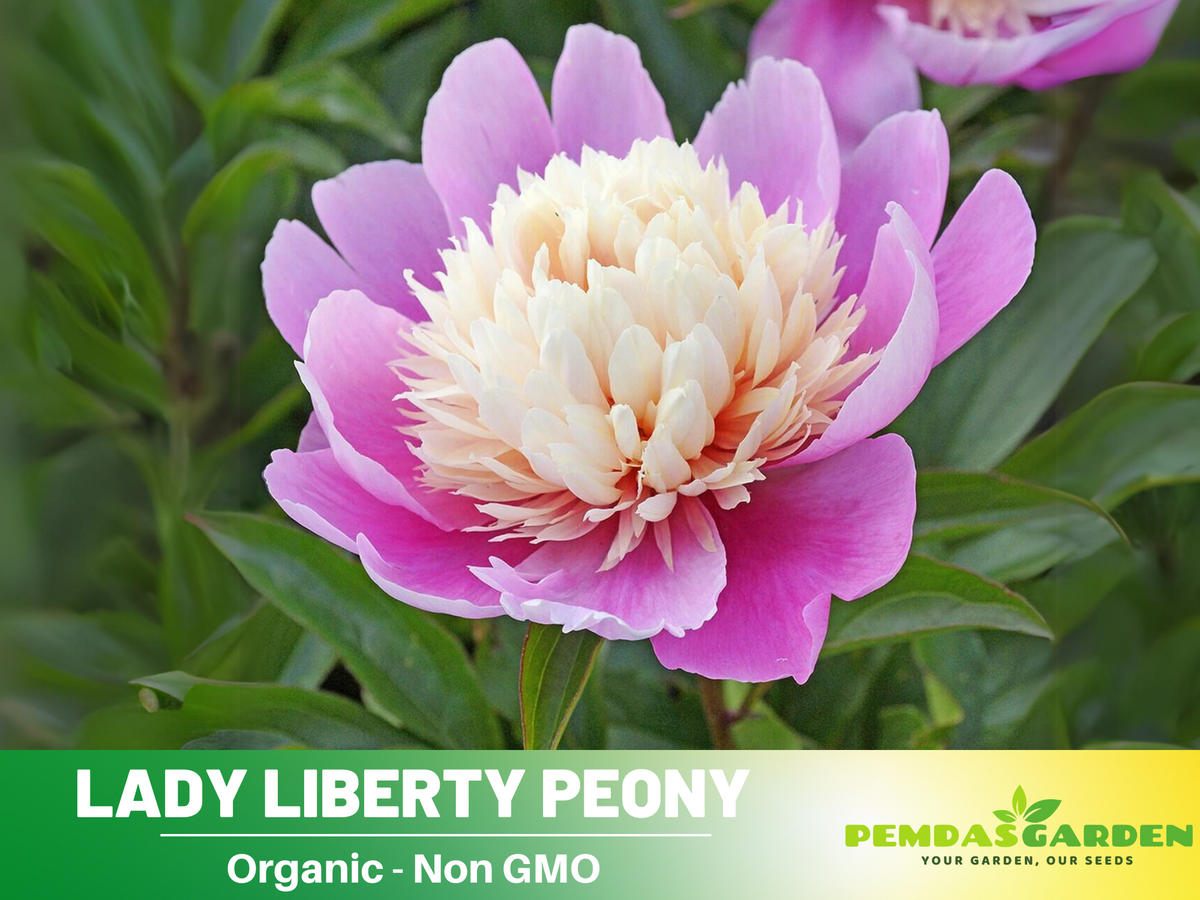 10+ Rare Seeds| Lady Liberty Peony  Seeds #B023