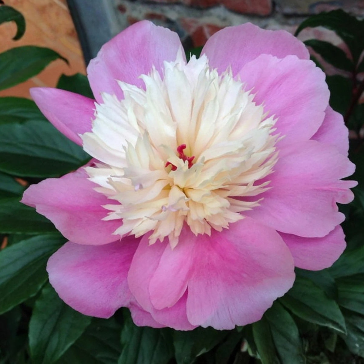 Lady Liberty Peony Seeds - Chinese Peony, Double Blooms, 10+ seeds