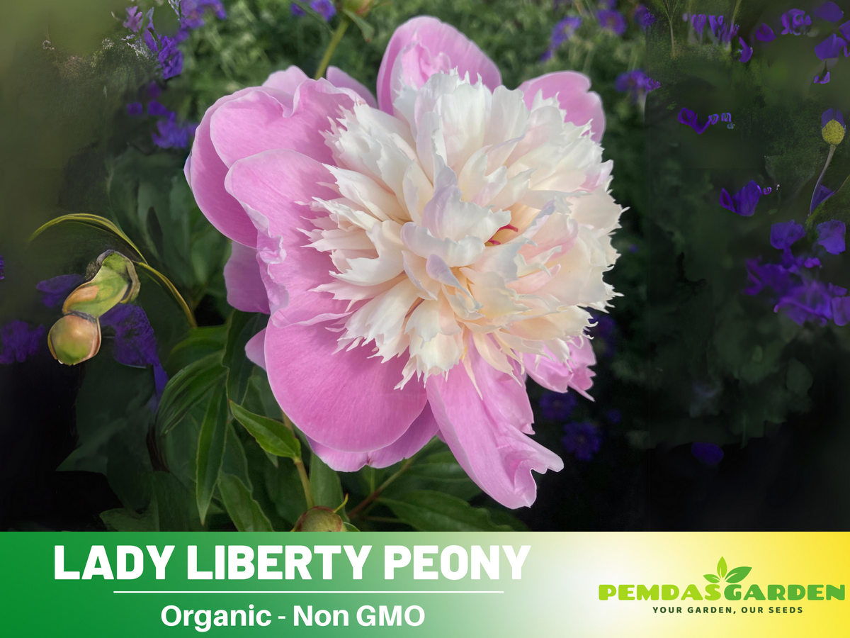 10+ Rare Seeds| Lady Liberty Peony  Seeds #B023