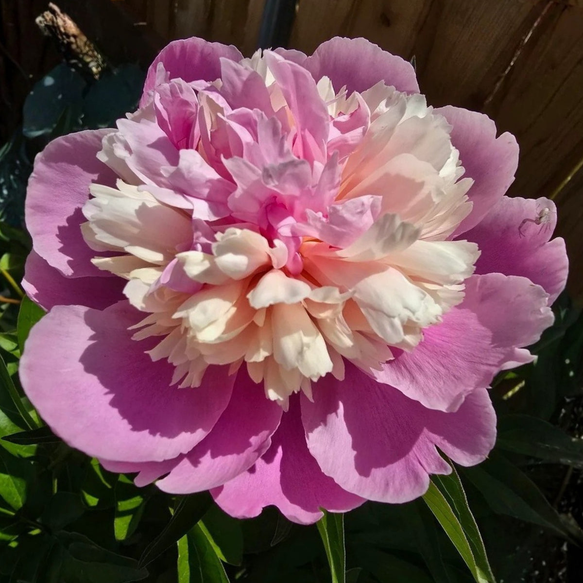 Lady Liberty Peony Seeds - Chinese Peony, Double Blooms, 10+ seeds