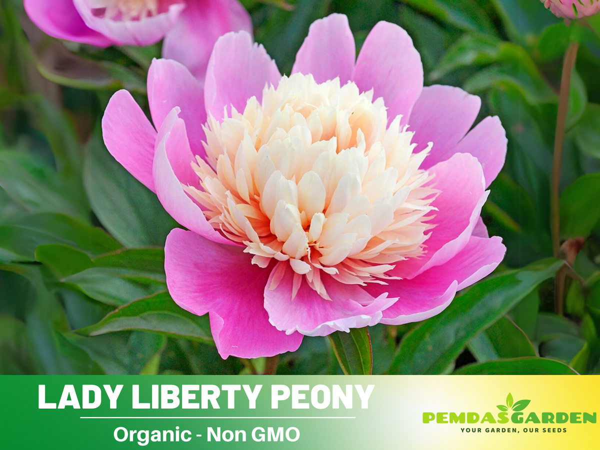 10+ Rare Seeds| Lady Liberty Peony  Seeds #B023