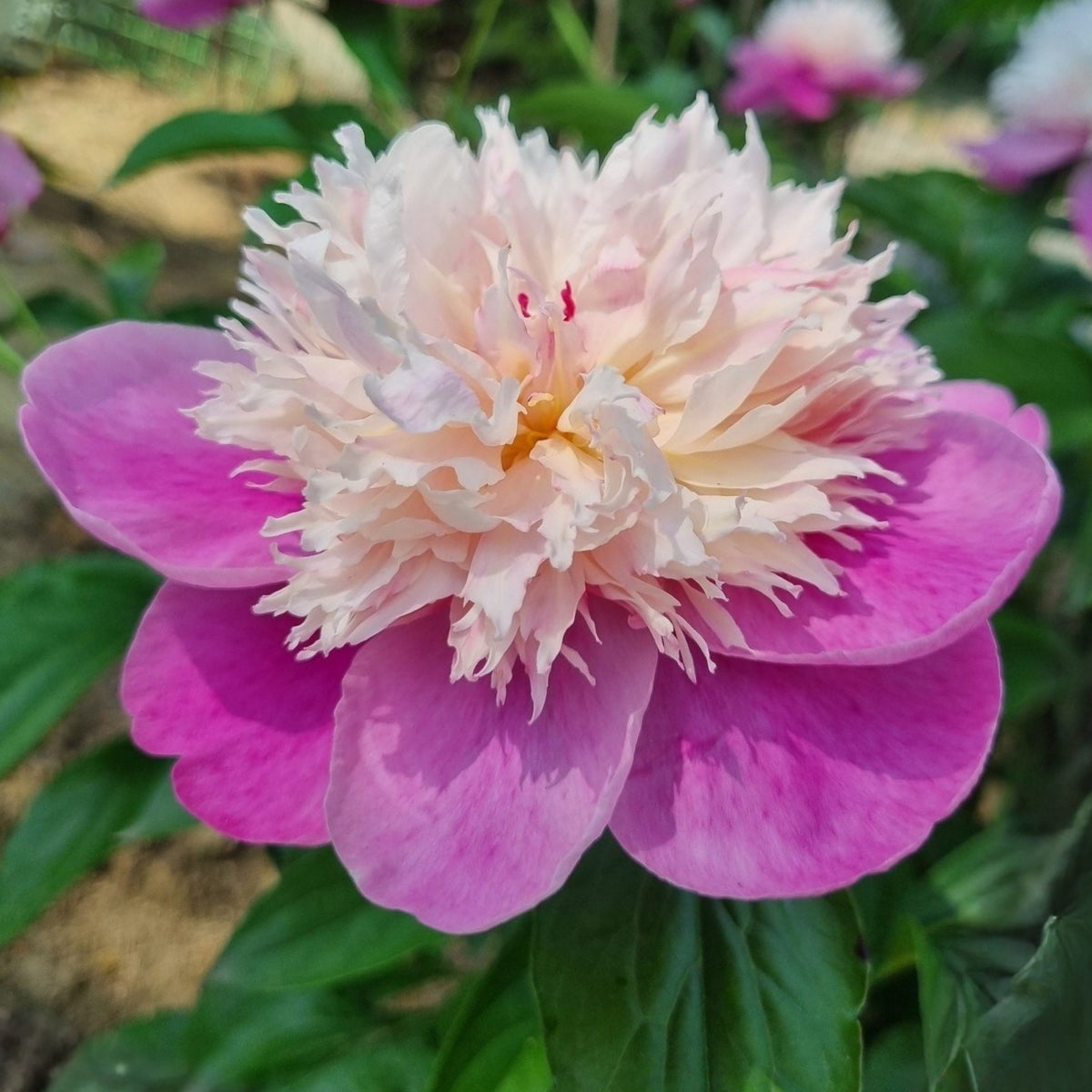 Lady Liberty Peony Seeds - Chinese Peony, Double Blooms, 10+ seeds