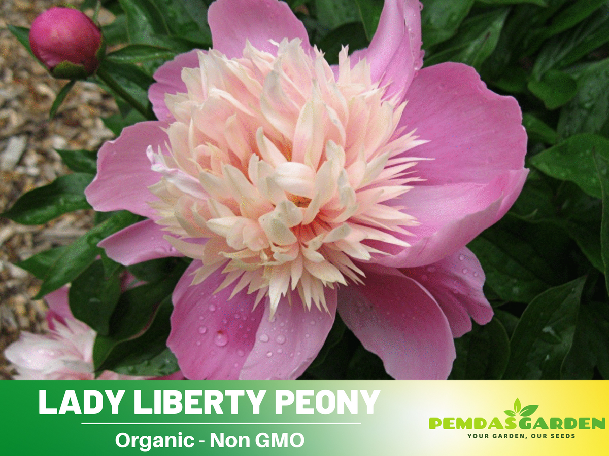 10+ Rare Seeds| Lady Liberty Peony  Seeds #B023