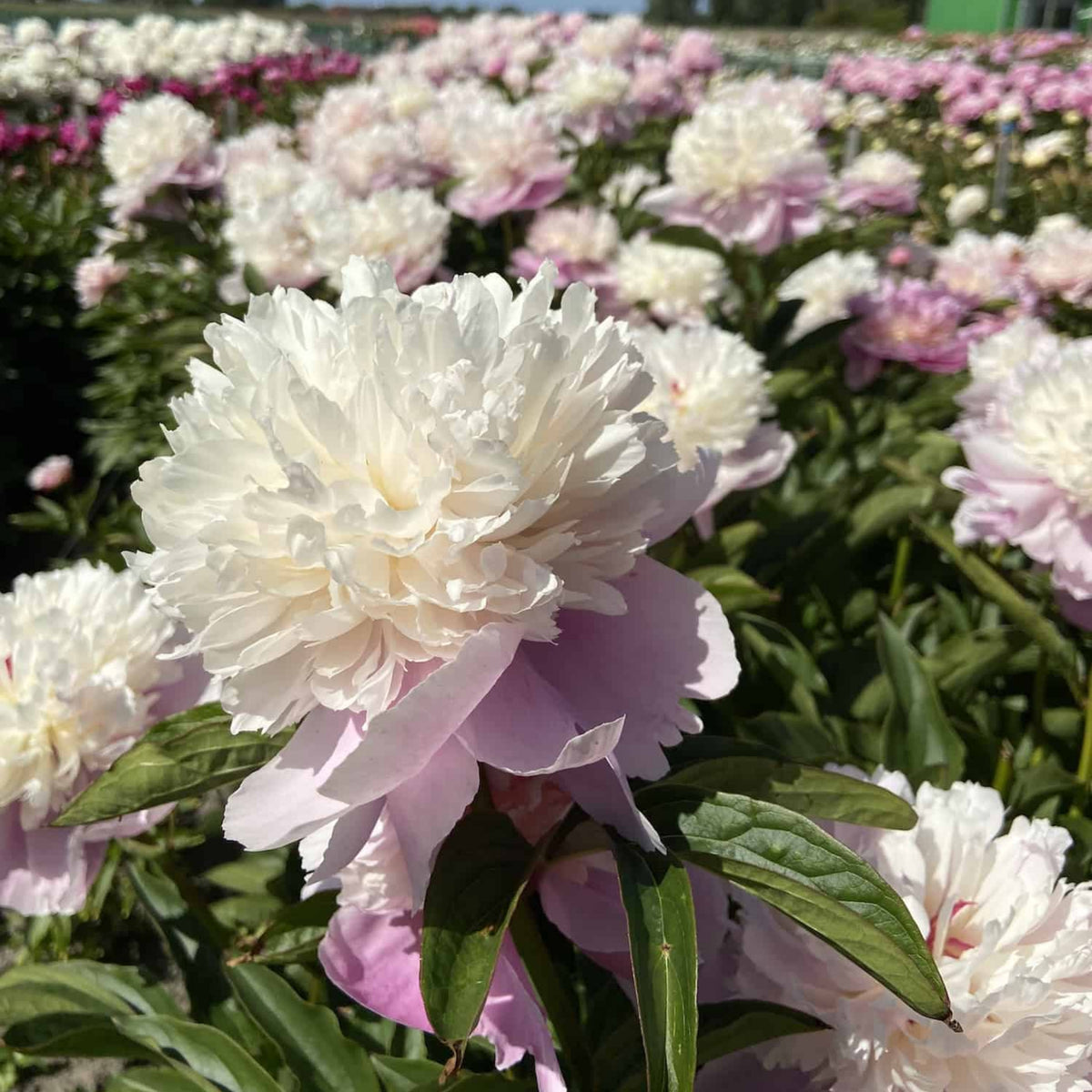 Lady Liberty Peony Seeds - Chinese Peony, Double Blooms, 10+ seeds