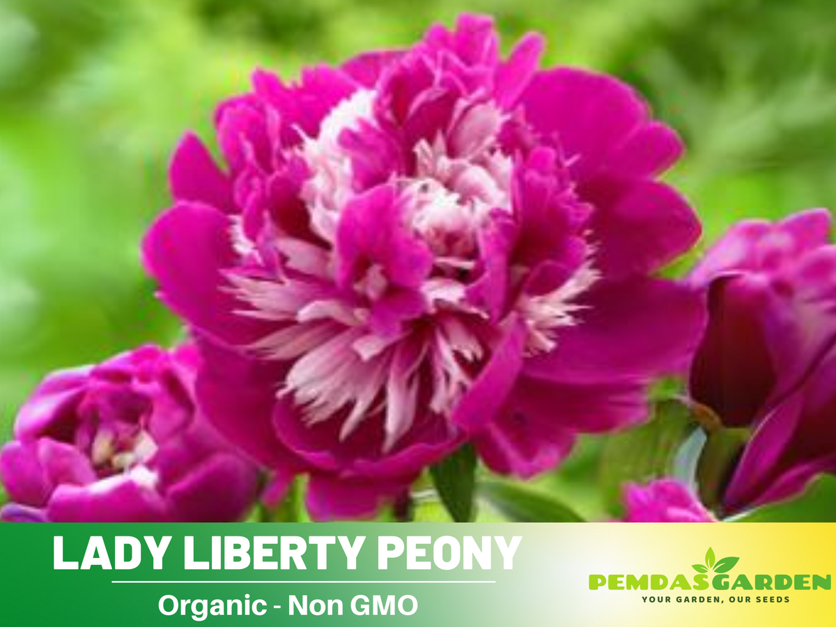 10+ Rare Seeds| Lady Liberty Peony  Seeds #B023