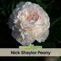 10+ Rare Seeds|  Nick ShaylorPeony Seeds (Paeonia, Herbaceous Peony) – Double Blooms,  Romantic Perennial Blooms for Cottage Garden, Fragrant Cut Flowers, Easy to Grow#B024
