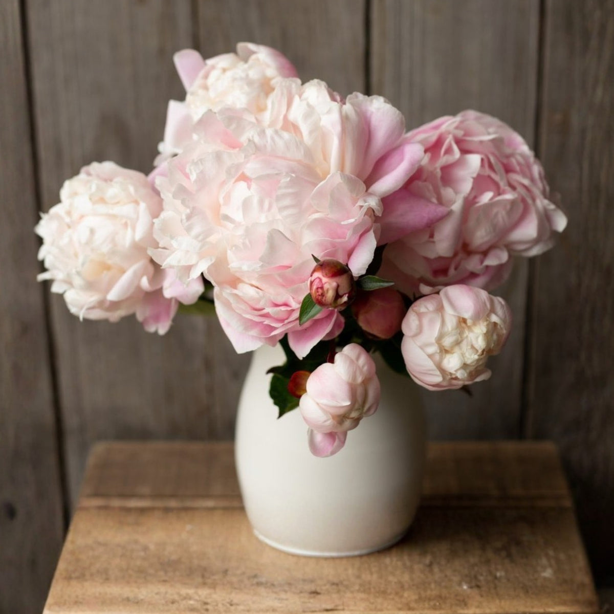 Nick Shaylor Peony Seeds - Herbaceous Peony, Double Blooms, 10+ seeds