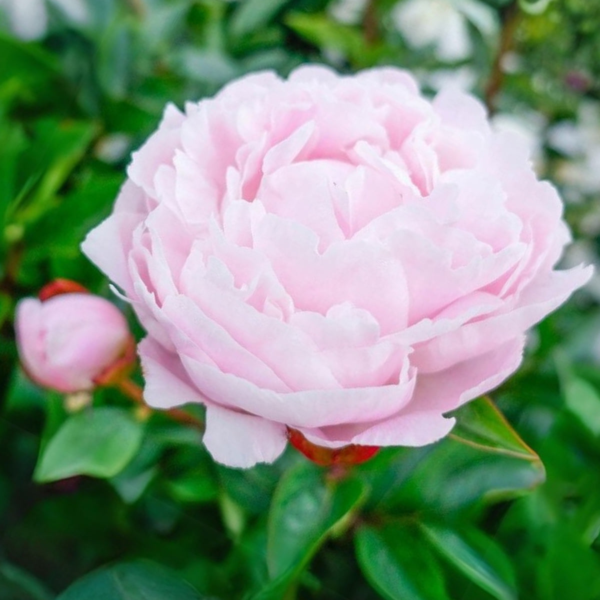 Nick Shaylor Peony Seeds - Herbaceous Peony, Double Blooms, 10+ seeds