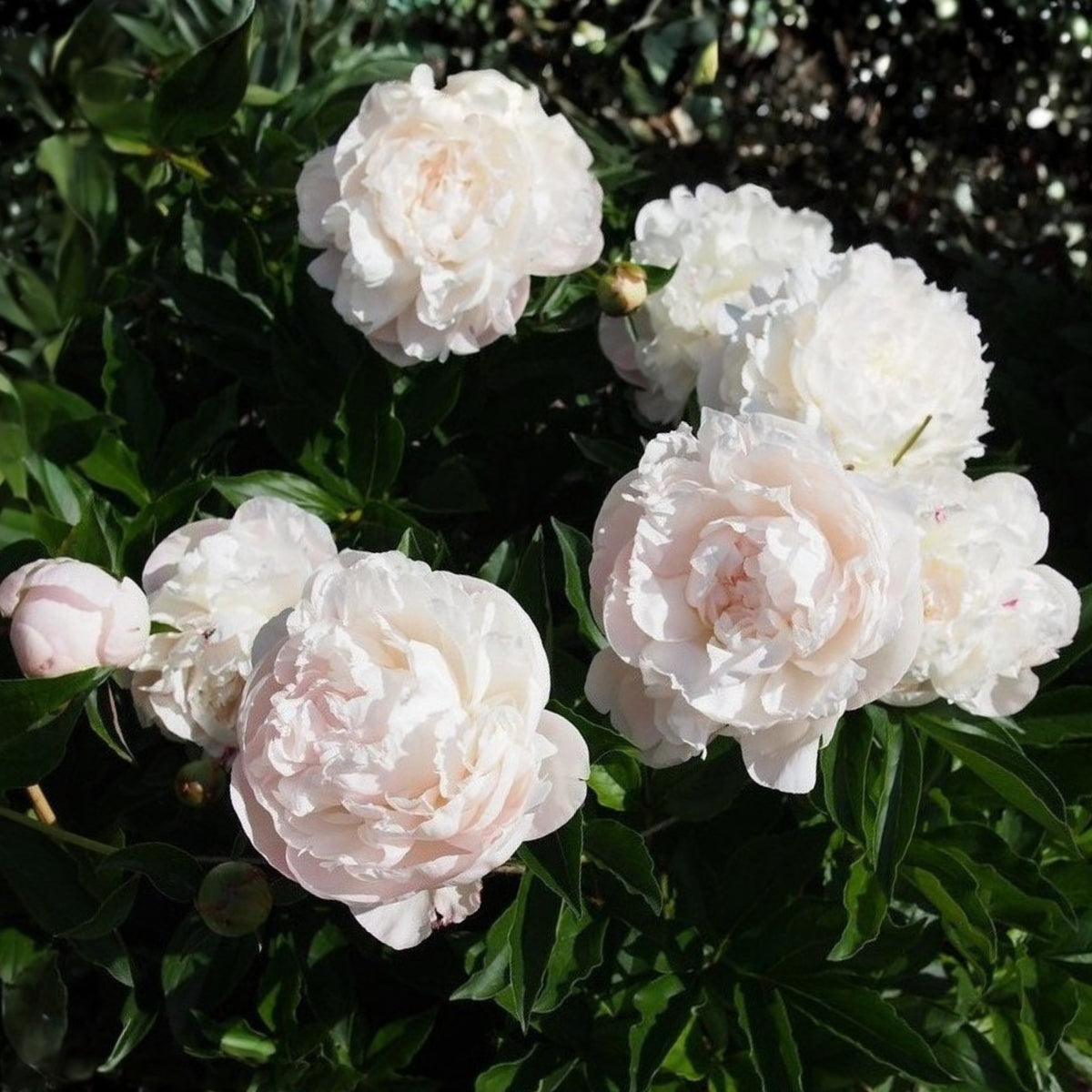 Nick Shaylor Peony Seeds - Herbaceous Peony, Double Blooms, 10+ seeds