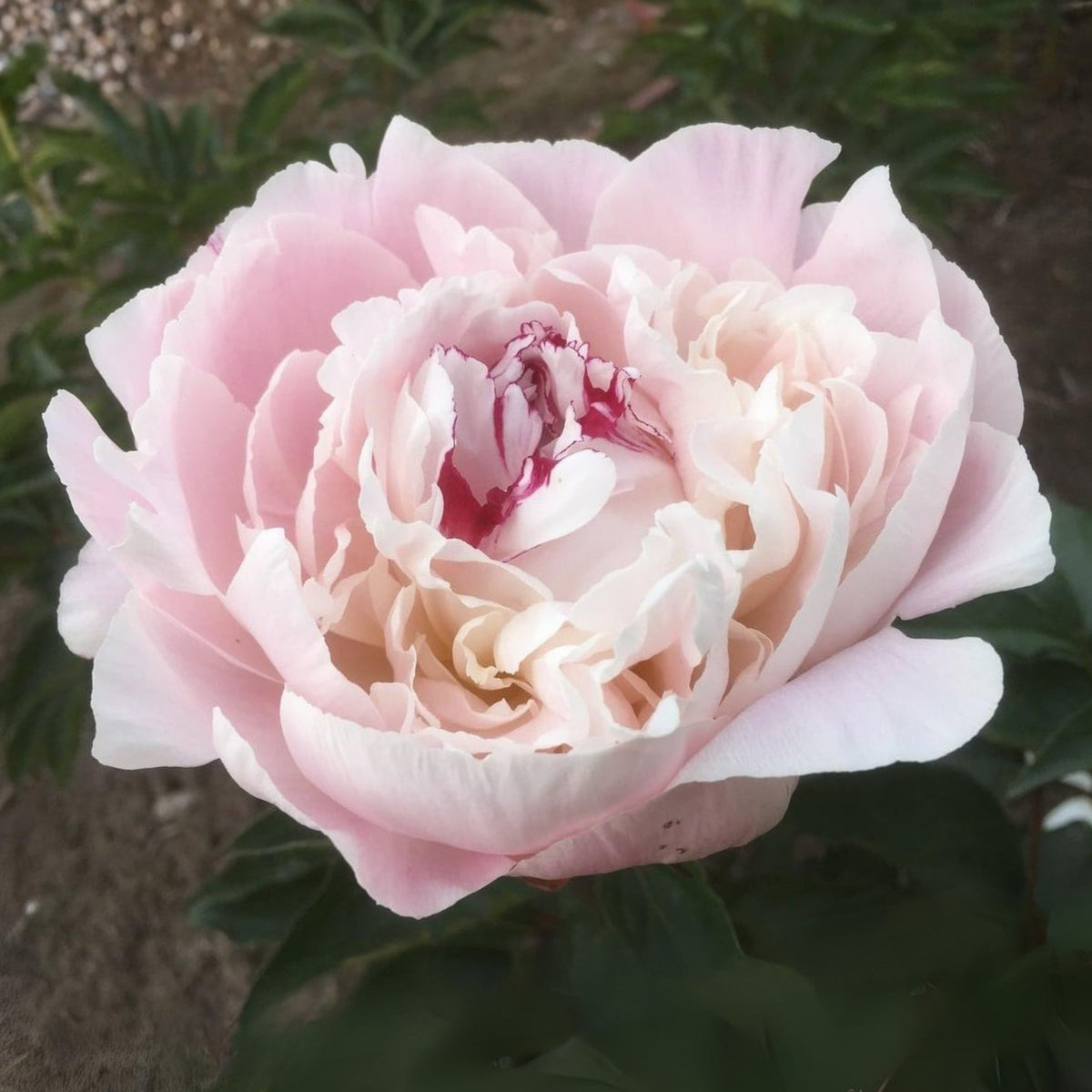 Nick Shaylor Peony Seeds - Herbaceous Peony, Double Blooms, 10+ seeds