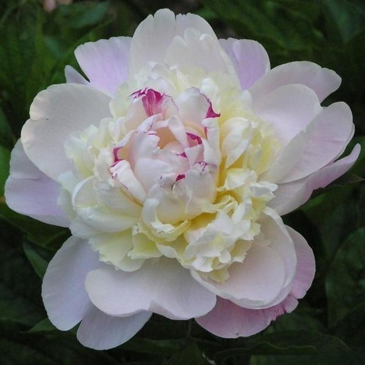 Nick Shaylor Peony Seeds - Herbaceous Peony, Double Blooms, 10+ seeds