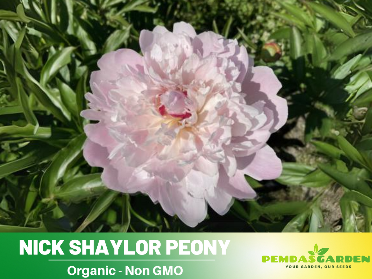 10+ Rare Seeds|  "Nick Shaylor Peony " Seeds #B024