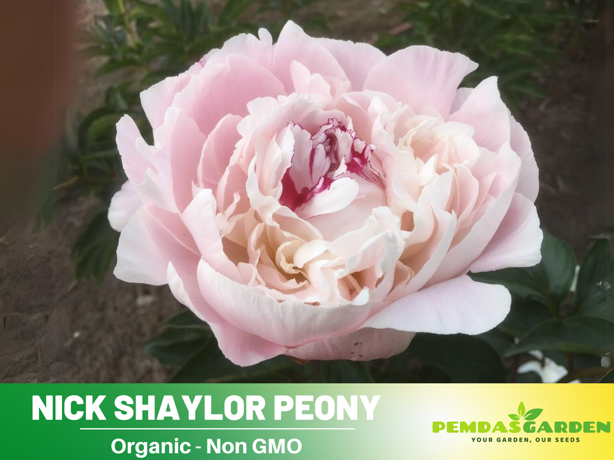 10+ Rare Seeds|  "Nick Shaylor Peony " Seeds #B024