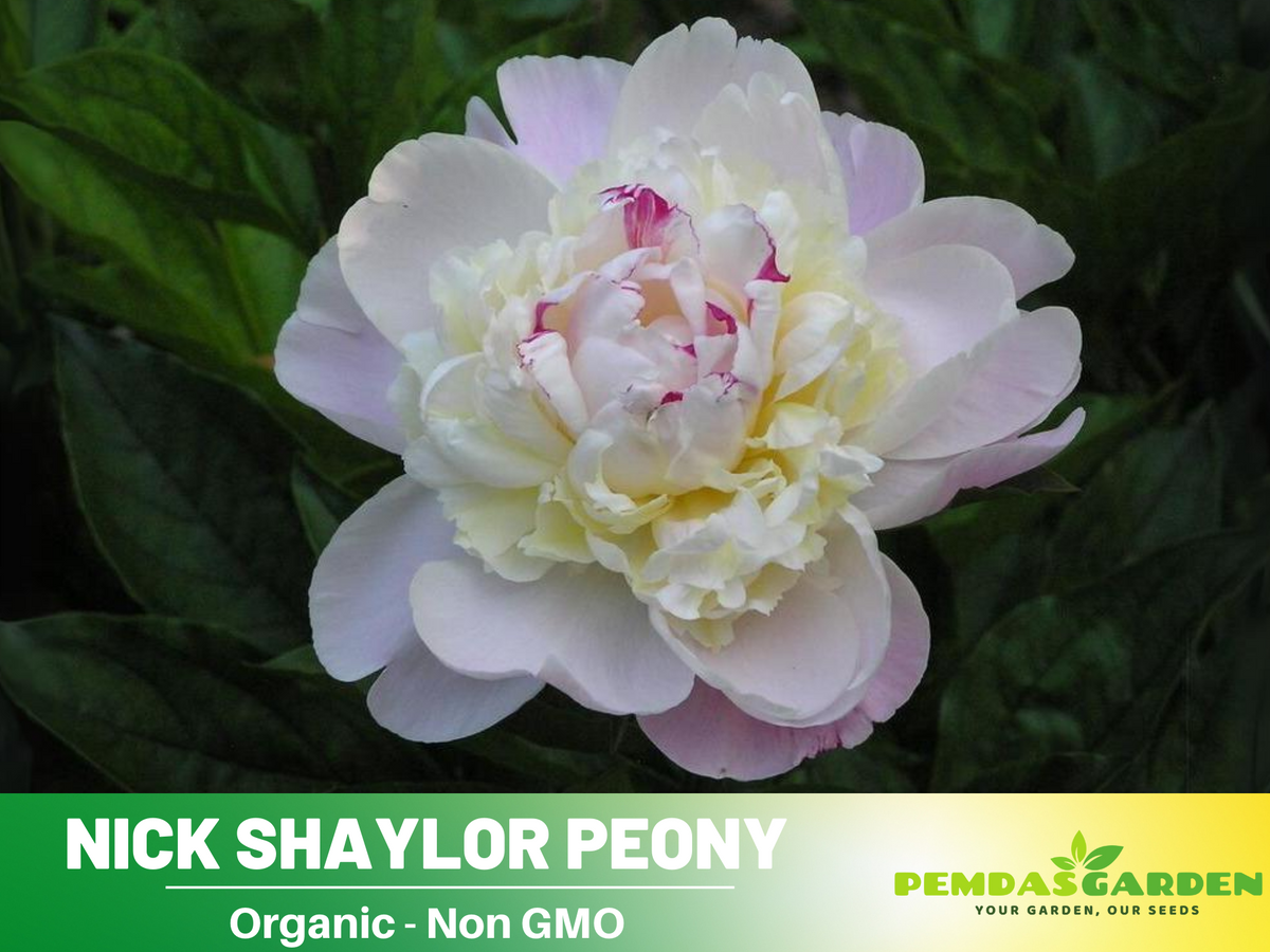 10+ Rare Seeds|  "Nick Shaylor Peony " Seeds #B024