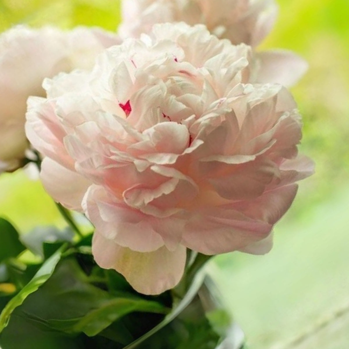 Nick Shaylor Peony Seeds - Herbaceous Peony, Double Blooms, 10+ seeds