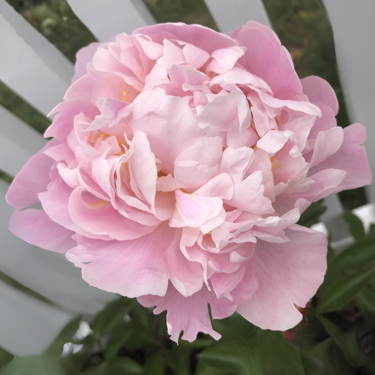 Nick Shaylor Peony Seeds - Herbaceous Peony, Double Blooms, 10+ seeds