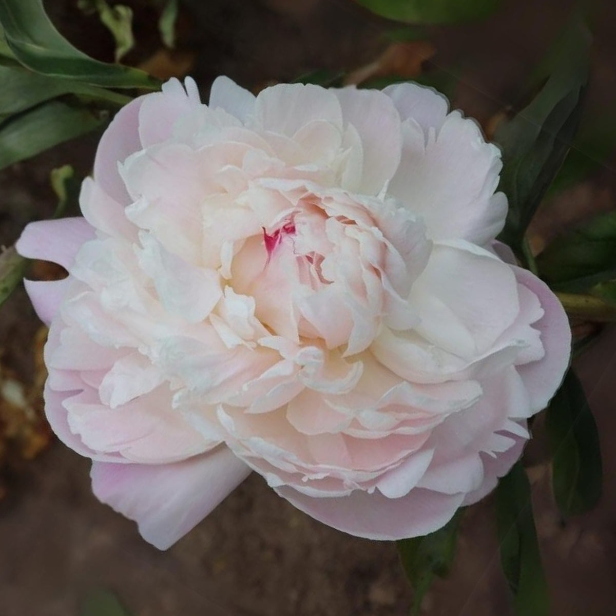 Nick Shaylor Peony Seeds - Herbaceous Peony, Double Blooms, 10+ seeds