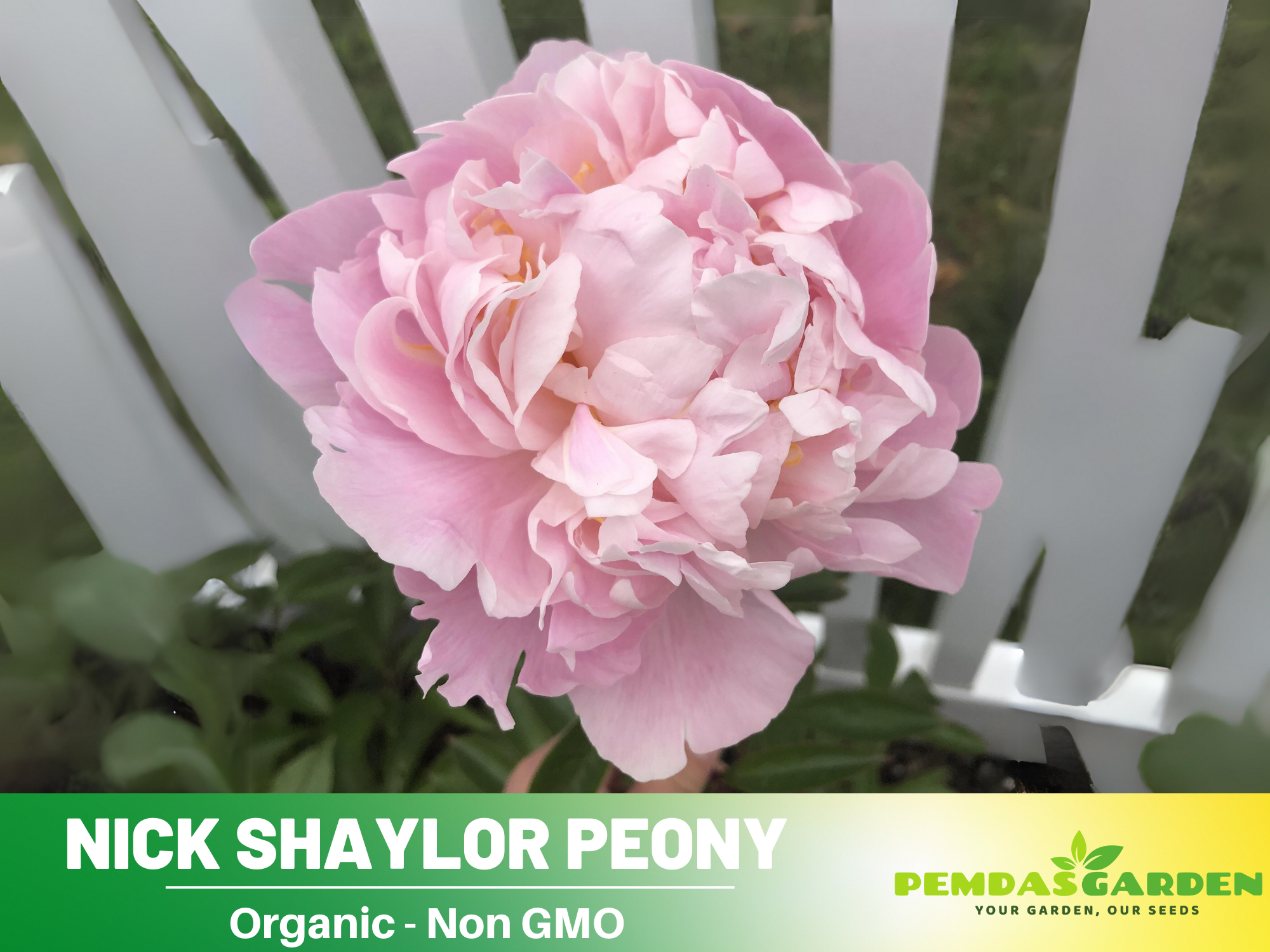 ✳︎peony✳︎ 63412924.jpg