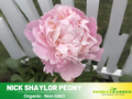 10+ Rare Seeds|  Nick ShaylorPeony Seeds (Paeonia, Herbaceous Peony) – Double Blooms,  Romantic Perennial Blooms for Cottage Garden, Fragrant Cut Flowers, Easy to Grow#B024