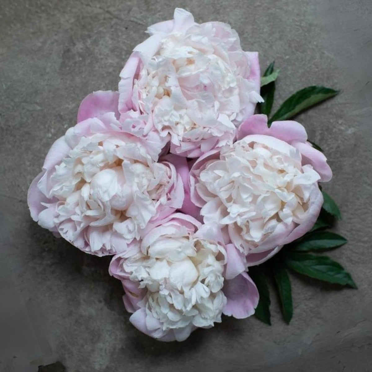 Nick Shaylor Peony Seeds - Herbaceous Peony, Double Blooms, 10+ seeds