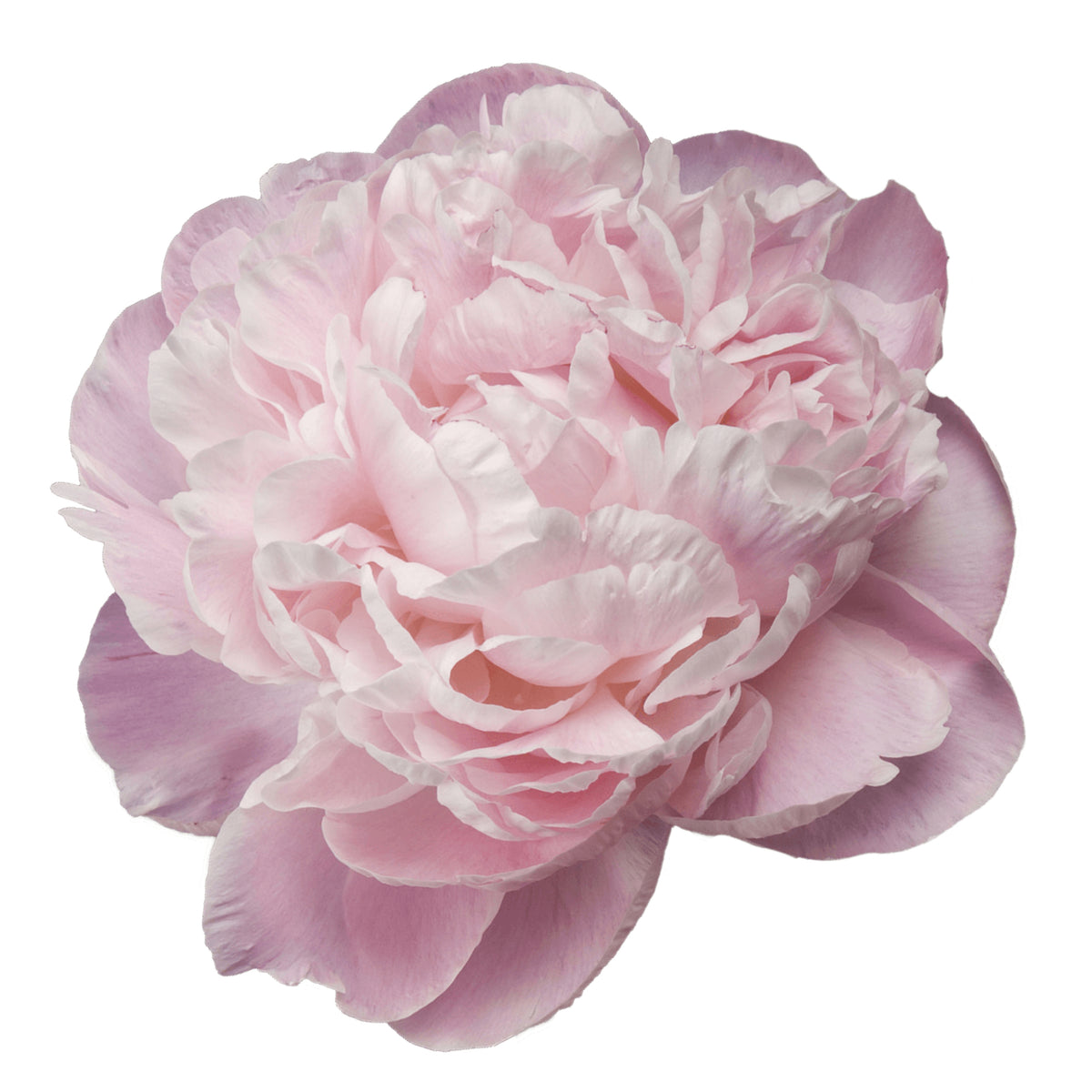 Nick Shaylor Peony Seeds - Herbaceous Peony, Double Blooms, 10+ seeds