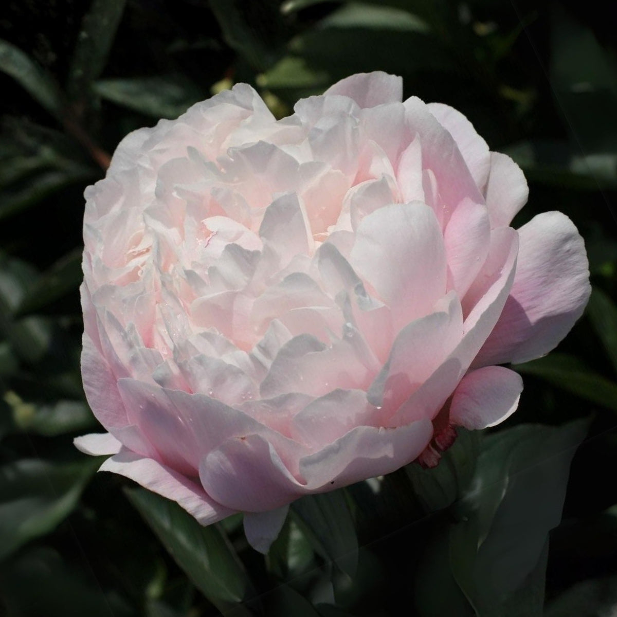 Nick Shaylor Peony Seeds - Herbaceous Peony, Double Blooms, 10+ seeds