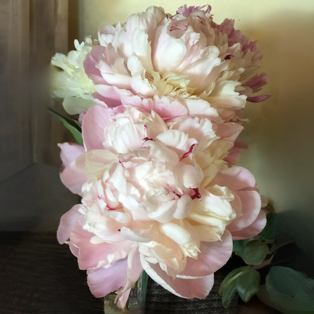 Nick Shaylor Peony Seeds - Herbaceous Peony, Double Blooms, 10+ seeds