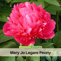 10+ Rare Seeds| Mary Jo Legare Peony Seeds (Paeonia, Herbaceous Peony) – Rare Heirloom - Open Pollinated -  Romantic Perennial Blooms for Cottage Garden, Fragrant Cut Flowers, Easy to Grow #B025