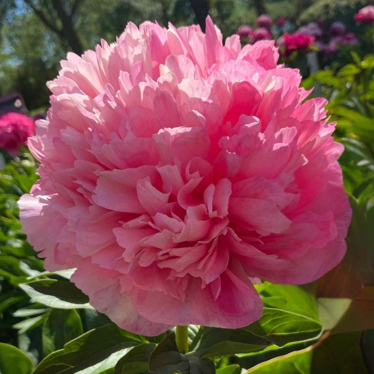 Mary Jo Legare Peony Seeds - Herbaceous, 10+ seeds