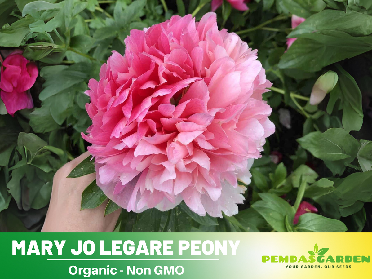 10+ Rare Seeds-  "Mary Jo Legare Peony " Seeds #B025