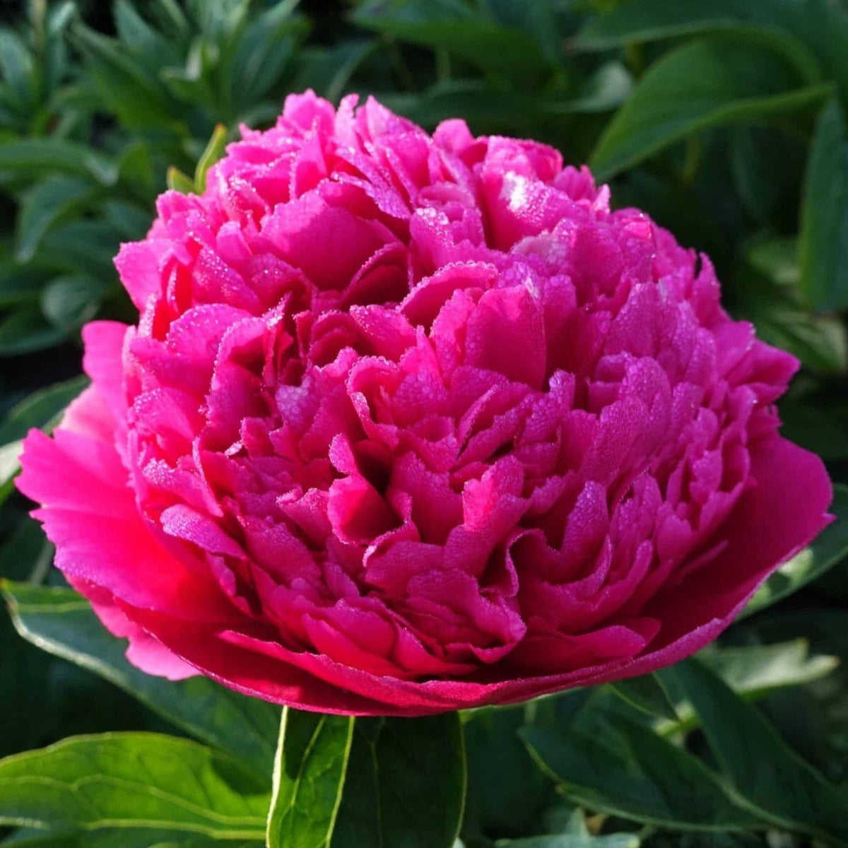 Mary Jo Legare Peony Seeds - Herbaceous, 10+ seeds