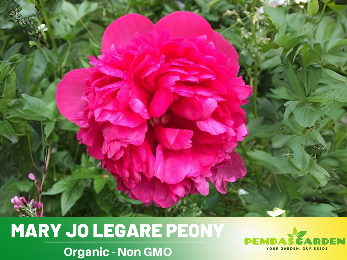 10+ Rare Seeds-  "Mary Jo Legare Peony " Seeds #B025