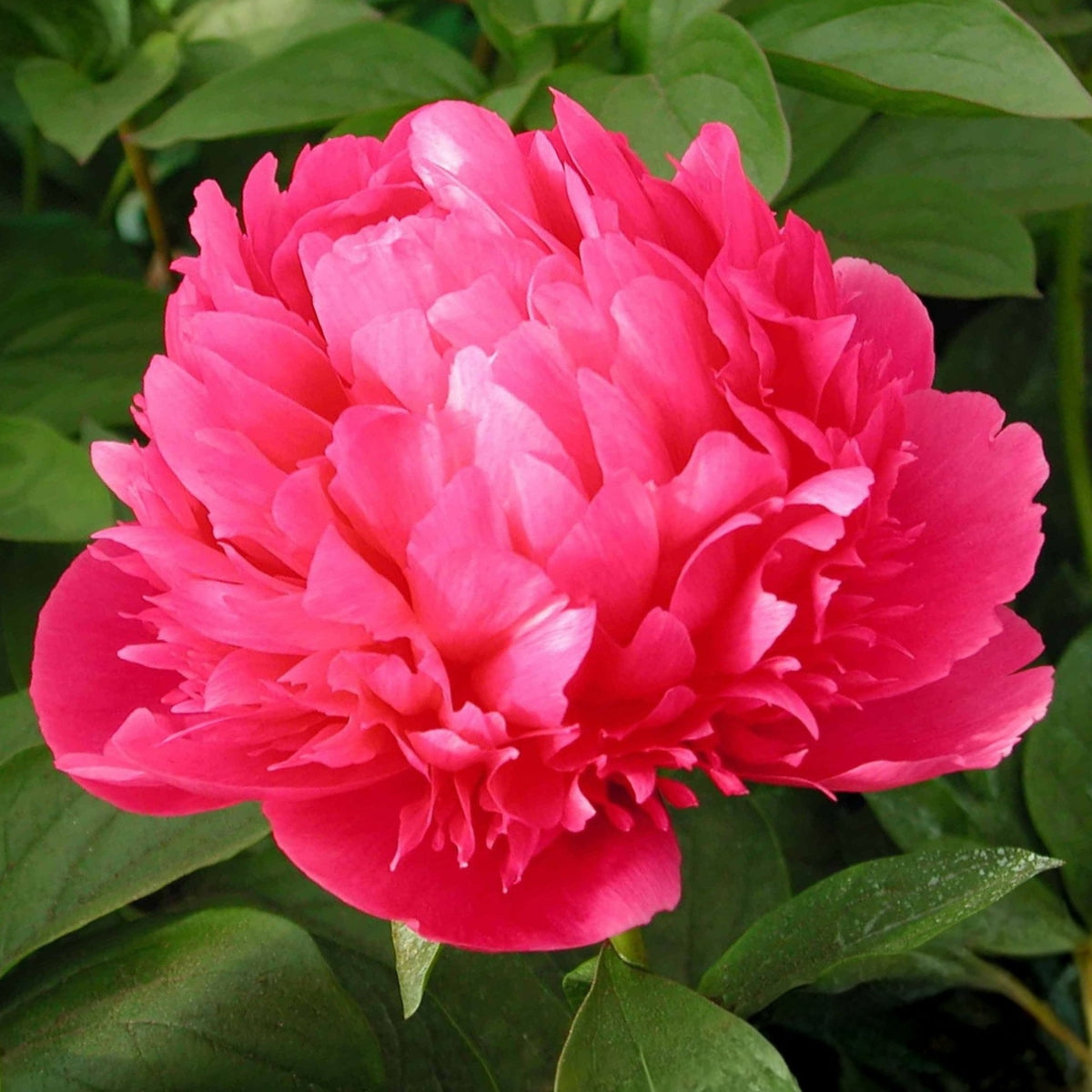 Mary Jo Legare Peony Seeds - Herbaceous, 10+ seeds