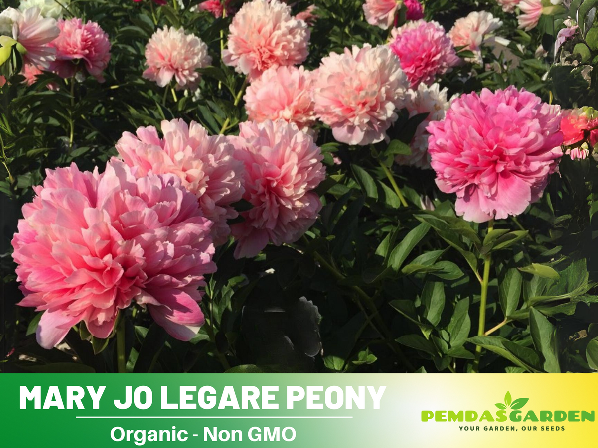 10+ Rare Seeds-  "Mary Jo Legare Peony " Seeds #B025