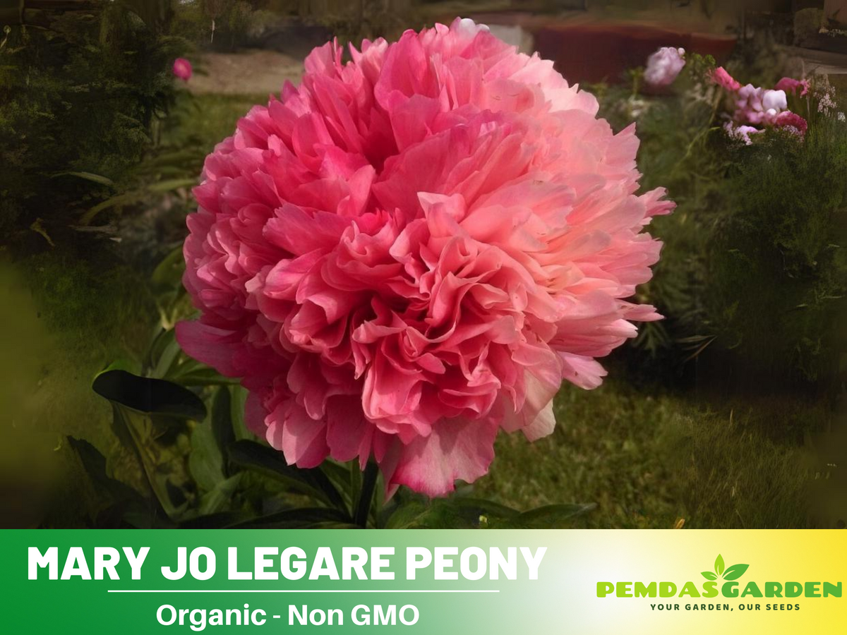 10+ Rare Seeds-  "Mary Jo Legare Peony " Seeds #B025