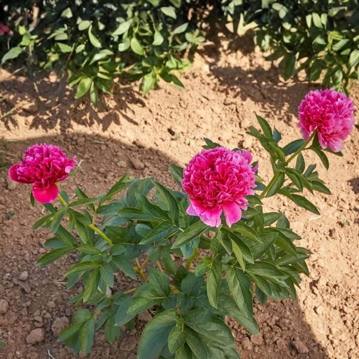 Mary Jo Legare Peony Seeds - Herbaceous, 10+ seeds