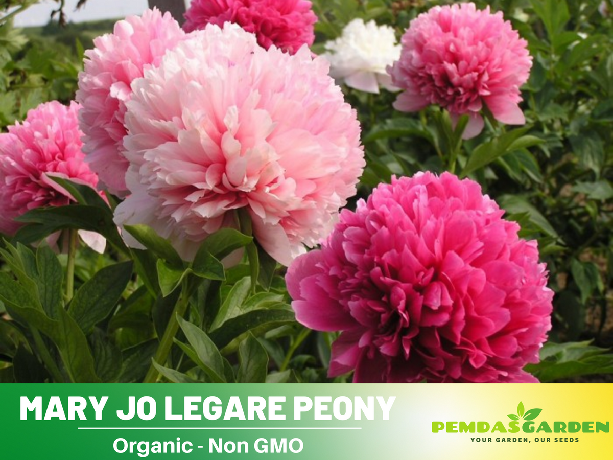 10+ Rare Seeds-  "Mary Jo Legare Peony " Seeds #B025