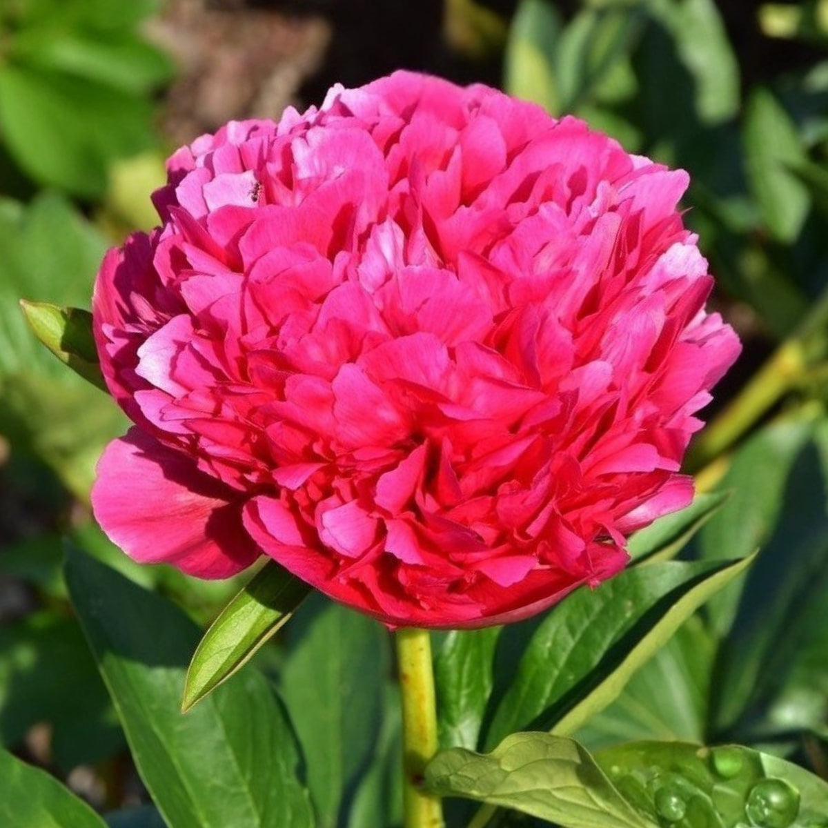 Mary Jo Legare Peony Seeds - Herbaceous, 10+ seeds