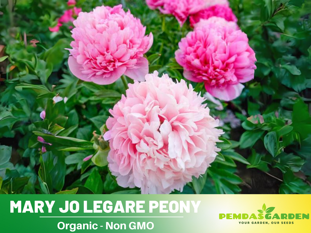 10+ Rare Seeds-  "Mary Jo Legare Peony " Seeds #B025