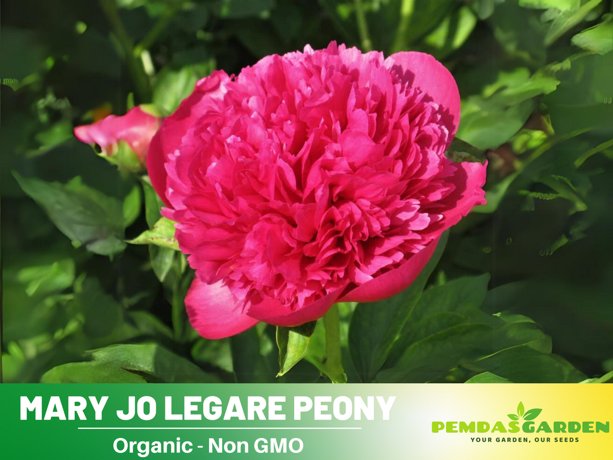 10+ Rare Seeds-  "Mary Jo Legare Peony " Seeds #B025