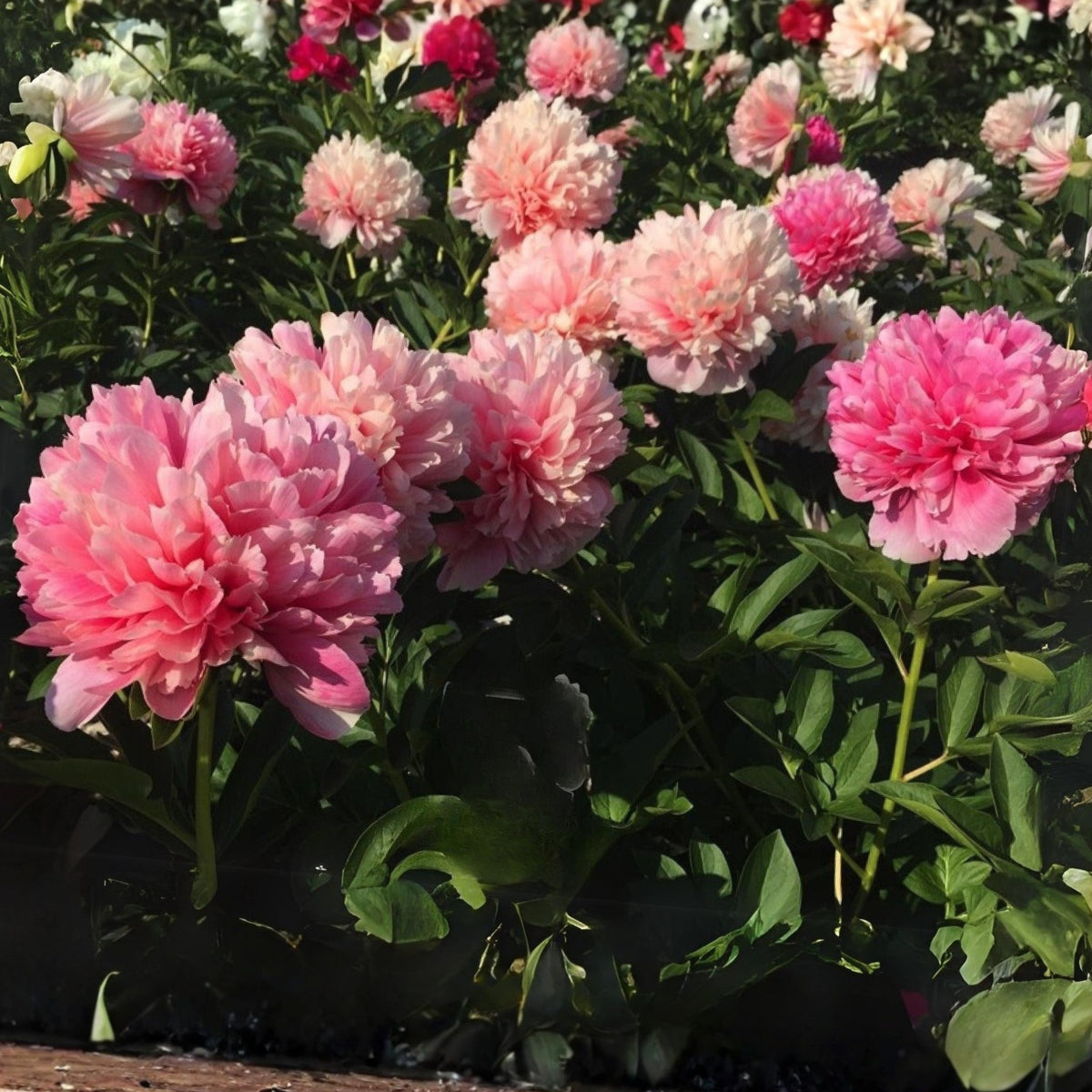 Mary Jo Legare Peony Seeds - Herbaceous, 10+ seeds
