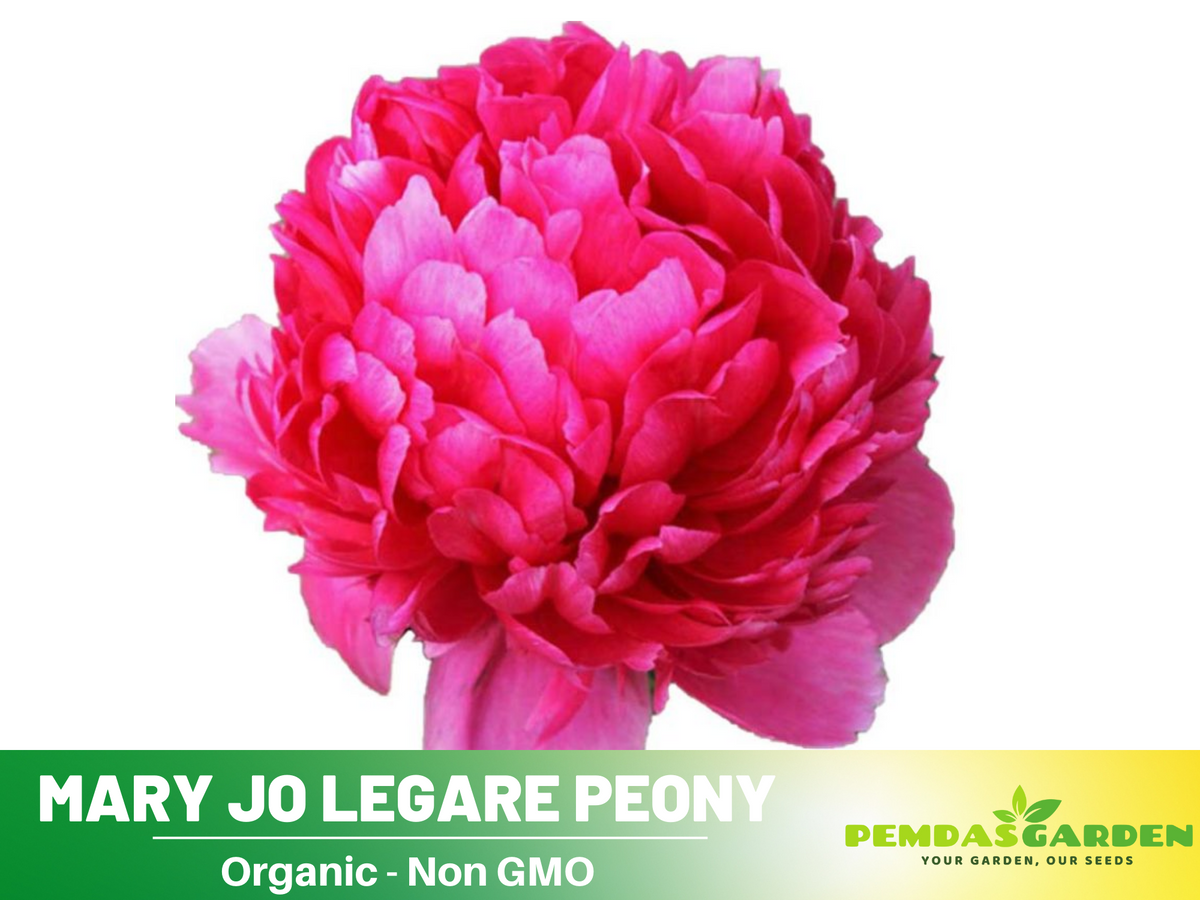 10+ Rare Seeds-  "Mary Jo Legare Peony " Seeds #B025