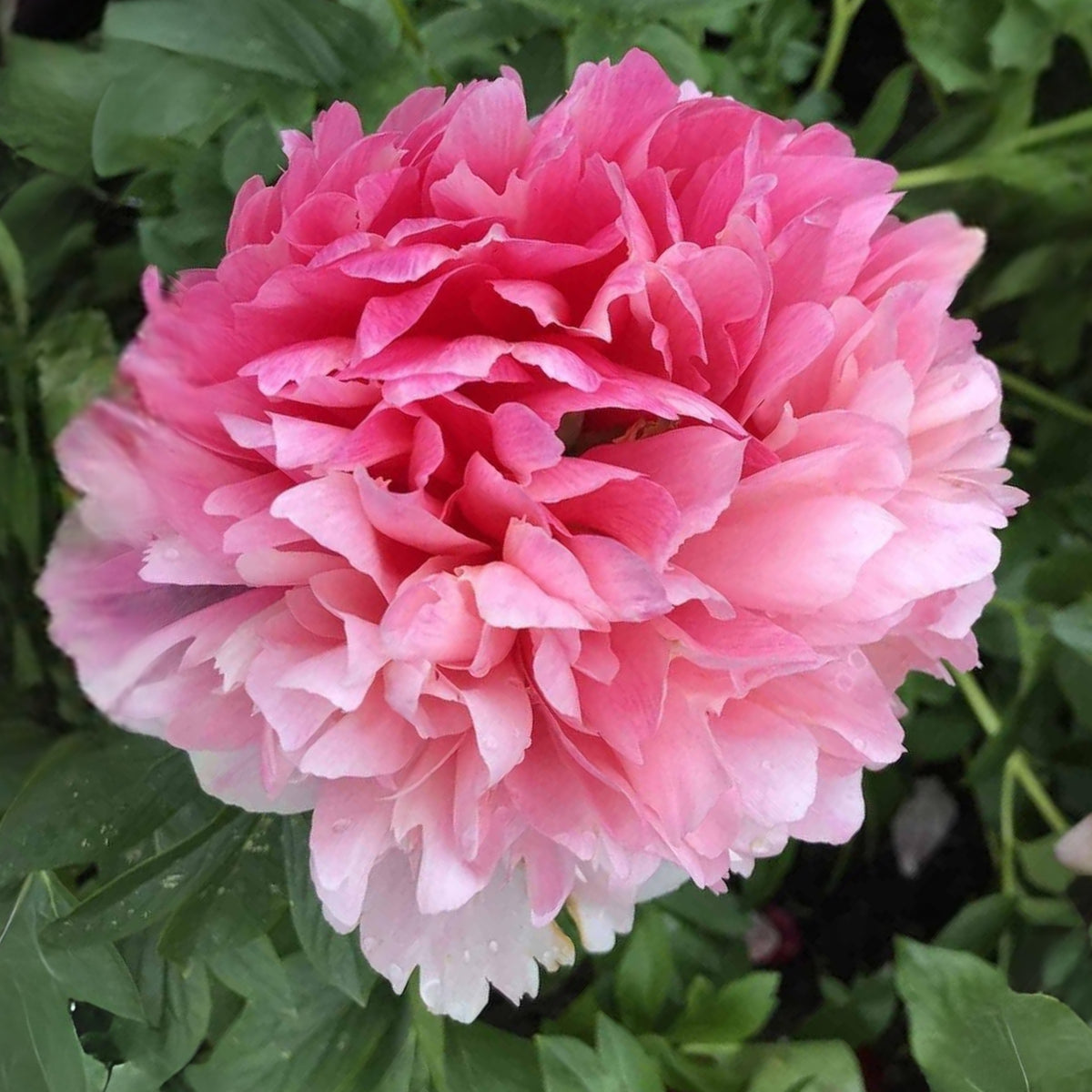 Mary Jo Legare Peony Seeds - Herbaceous, 10+ seeds