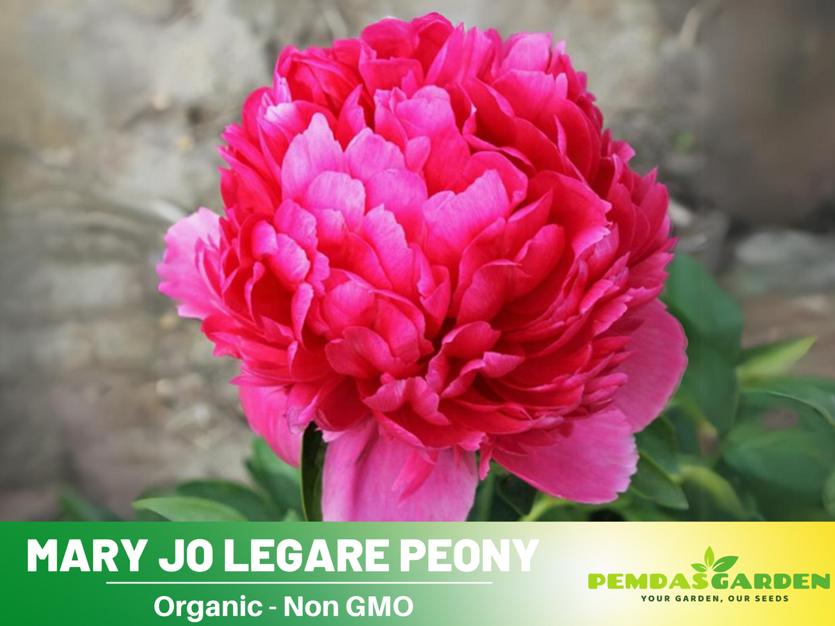 10+ Rare Seeds-  "Mary Jo Legare Peony " Seeds #B025