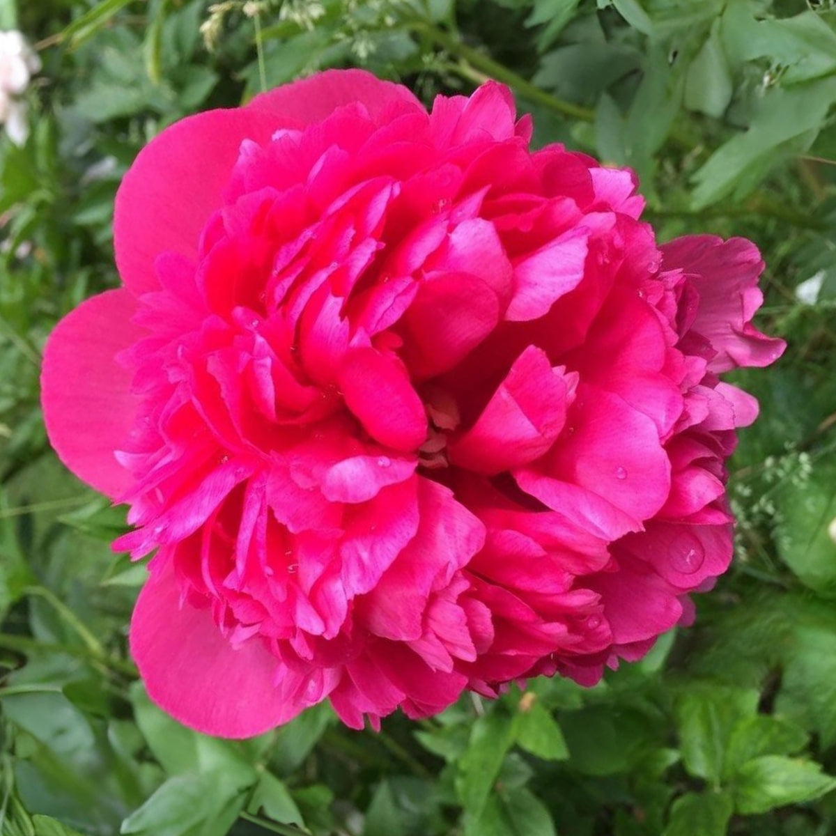Mary Jo Legare Peony Seeds - Herbaceous, 10+ seeds